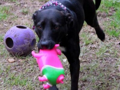 HSEC Pet of the Week: Meet Lola! Good with Dogs, but No Kitties Please