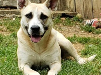 HSEC Pet of the Week – Meet Holly