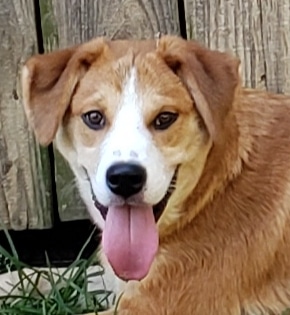 HSEC Pet of the Week: Meet Olympus! Part of a Litter, He is Shy At first, But Loves to Play With Toys