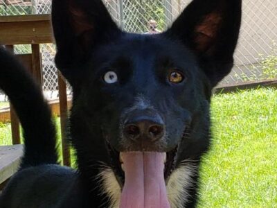 HSEC Pet of the Week: Meet Buck! Energetic but a Well-Mannered Boy that Gets Along with Dogs, Cats