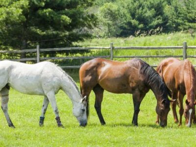 Horses are Beautiful Creatures, But Need Proper Care; Please Report Issues of Possible Neglect, Abuse to Authorities