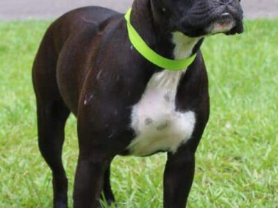 PAHS Pet of the Week: Meet Zoe! Friendly, Good with Kids but Not Other Dogs