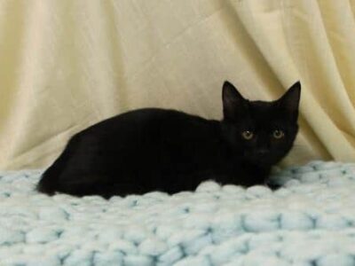 PAHS Pet of the Week: Meet Darlene! Hard Start in Life, Needs a New Chance