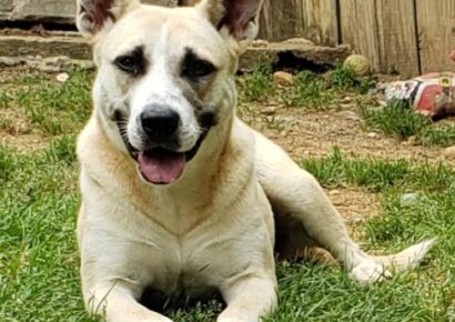 HSEC Pet of the Week: Meet Holly! Active Girl Needs Active Owner