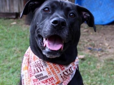 HSEC Pet of the Week: Meet Gypsy! Best in an Adult Only Home