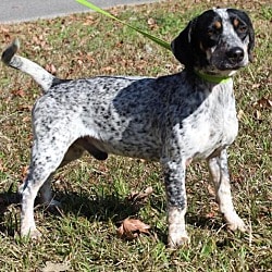 PAHS Pet of the Week: Meet Millie! Frisky and Active, Good with Older Children