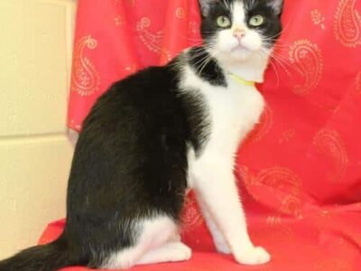 Autauga County Pet of the Week- Eleanor