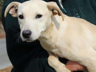 PAHS Pet of the Week: Meet Noelle! Playful, A bit Shy, Great with Kids