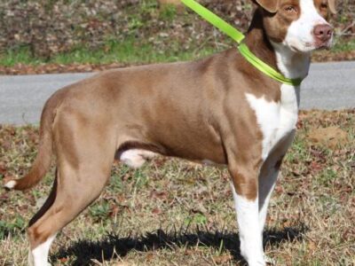 Autauga County Pet of the Week- Meet Roscoe