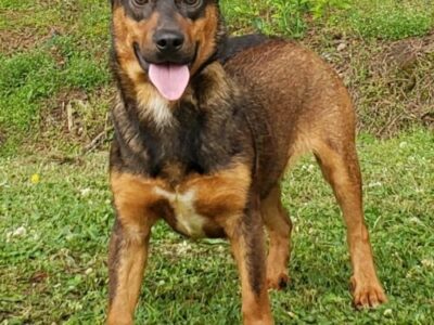 HSEC Pet of the Week: Meet Buddy! Good with Dogs, Cats and Children