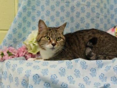 PAHS Pet of the Week: Meet Windy! Super Sweet Older Cat that Loves to Love