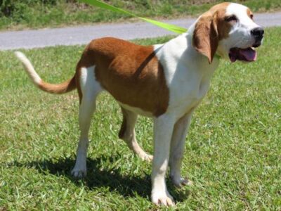 PAHS Pet of the Week: Meet Baylee! Looking for  New Start with a Loving Family