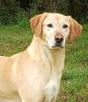 HSEC Pet of the Week: Meet Baxter! He is Laid Back, Sweet and Good on a Leash