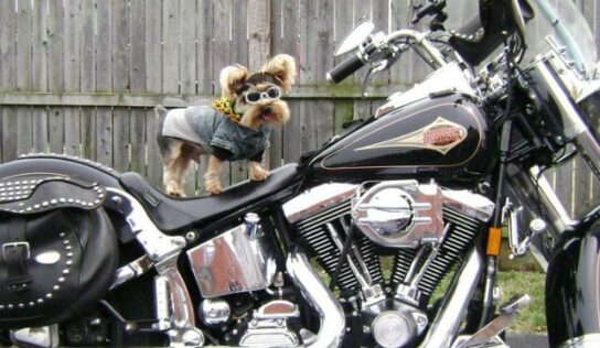 HSEC Benefit Event: Carnival of Canines Coming to Harley Davidson of Montgomery Aug. 31