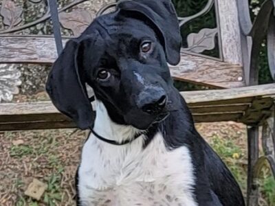 HSEC Pet of the Week: Meet Creek! Looking for Active Family to Love