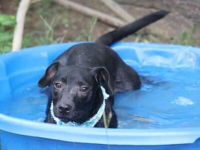 HSEC Pet of the Week: Meet Onyx; Full of Love and Personality, Loves a Kiddie Pool