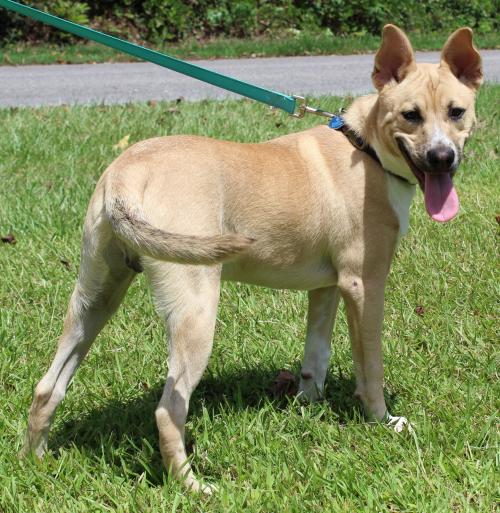 PAHS PET OF THE WEEK: Meet Teddy! 6-Month-Old Male Heeler Who Has been Neutered