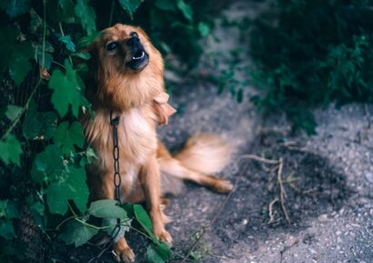 Prattville Council Working to Improve Animal Ordinance for Humane Treatment, Chained Dogs
