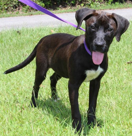 PAHS Pet of the Week: Meet Cinder! A Pretty, Happy Girl who is Very Active and Playful