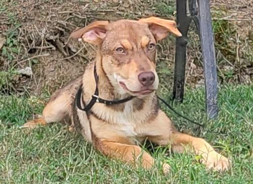HSEC Pet of the Week: Meet Peter; A Sweet, Busy Boy that Wants to Please