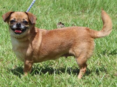 Autauga County Pet of the Week