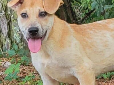 HSEC Pet of the Week: Gwen Stefani; Loves Tummy Rubs, Water and Toys