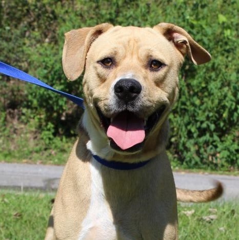 PAHS PET OF THE WEEK: Meet Ray! Handsome and Energetic Lab Waiting for New Family