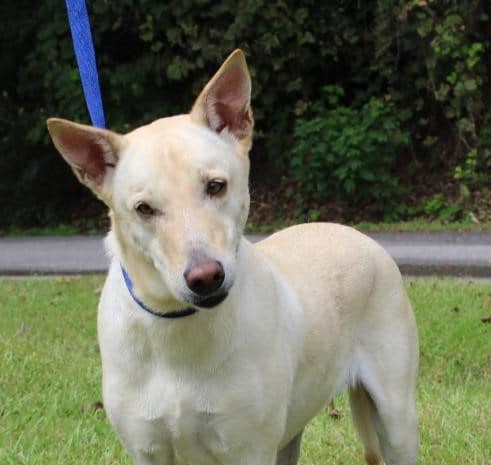 PAHS Pet of the Week: Meet Sable! Beautiful, Well-Behaved, Housetrained