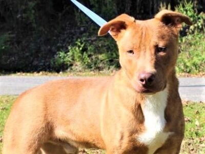 PAHS Pet of the Week: Meet Buddy! Active, Playful and Good With Dogs, Children