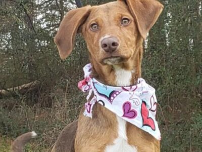 HSEC Pet of the Week: Meet Mandy! Owner’s Ill Health Forced Her into a Shelter