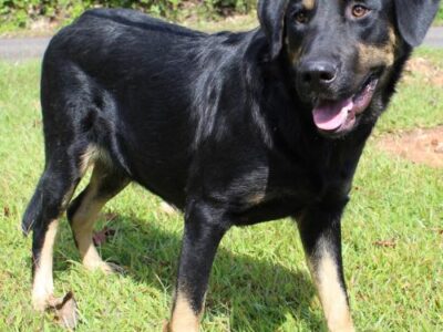 PAHS Pet of the Week is Shadow; Big Guy is Loving, but Not Good with Cats