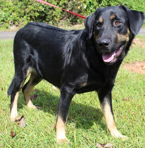 PAHS Pet of the Week is Shadow; Big Guy is Loving, but Not Good with Cats
