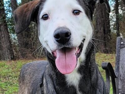 HSEC Pet of the Week is Hampton! Breed is a Mystery, but Super Sweet