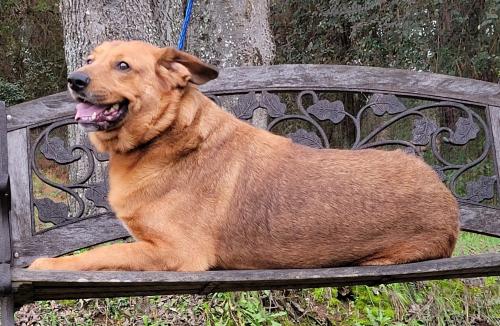 HSEC Pet of the Week: Meet Tank! Loving and Friendly Boy Waiting for New Family