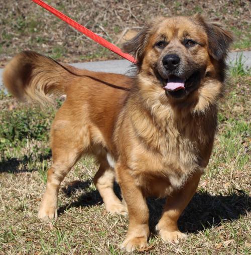 He isn’t Short, he is Fun-Sized! ‘Shorty’ is Waiting for a New Home at PAHS