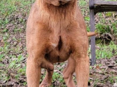 HSEC Pet of the Week is Melony; Super Sweet, Good with Other Dogs and Loves Attention