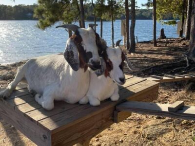 Goats Will Not Return to ‘Goat Island’ of Lake Martin