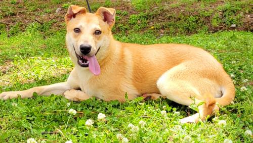 Meet Francisco! This Gorgeous Guy is waiting at HSEC and is the Pet of the Week