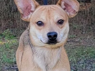 HSEC Pet of the Week is Bandit! High Energy Fellow but is Good with other dogs, children and cats