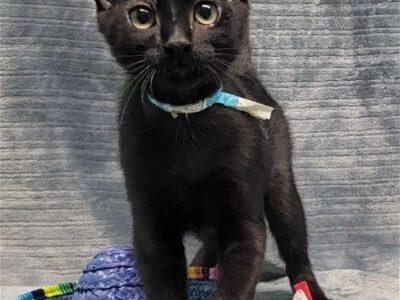 HSEC Pets of the Week – Jasper, Jimmy Jellybean & Joey