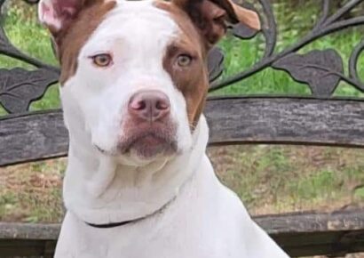 HSEC Pet of the Week: Trixie is super Sweet and Great with Cats