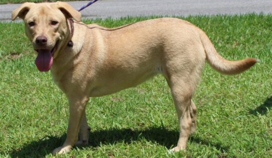 PAHS Pet of the Week: Meet Nala! Lab Mix is already Spayed, Good with other Dogs and Playful
