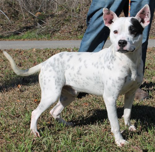 PAHS Pet of the Week is Boise! He is in need of a Foster home