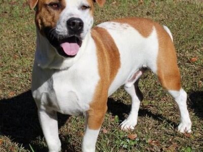 PAHS partners with Best Friends Animal Society; Reduced Prices on Adoptions for August