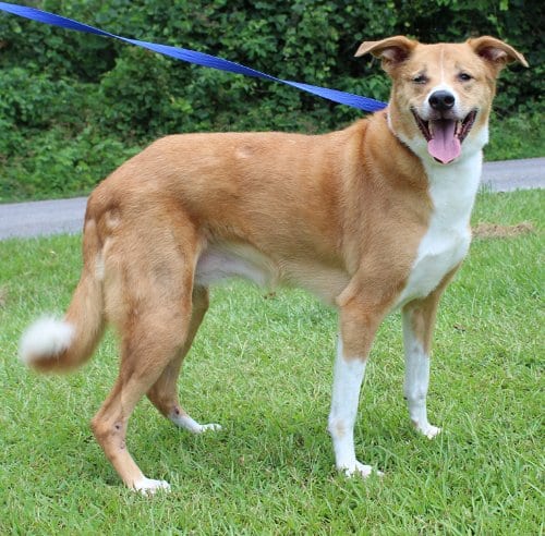 PAHS Featured Pet of the Week