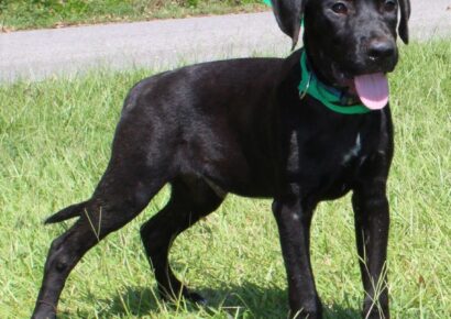 PAHS Pet of the Week is George! He is very Outgoing and Loving, and Looking for a family