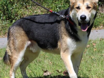 PAHS Pet of the Week: Meet Tank! Well-Behaved and Great on a Leash