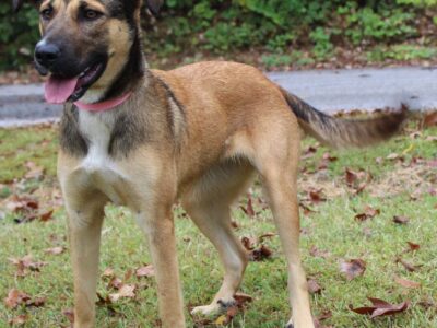 PAHS Pet of the Week: Meet Daisy! Good with Children and Other Dogs