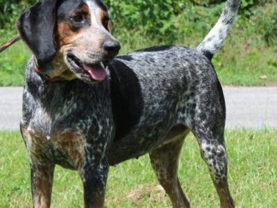 PAHS Pet of the Week is Smokey; 5-year-old Bluetick Hound is very Affectionate