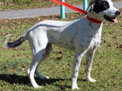 PAHS Pet of the Week is Speckle! Frisky Girl needs a Fenced Yard to Play